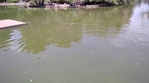 чучела уток на радио управлении, охота на уток, электро манок.