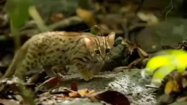 Самая маленькая кошка в мире. Ржавая кошка.