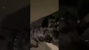 Кане Корсо  5 мес. и 9мес. встреча*город-общение🐾