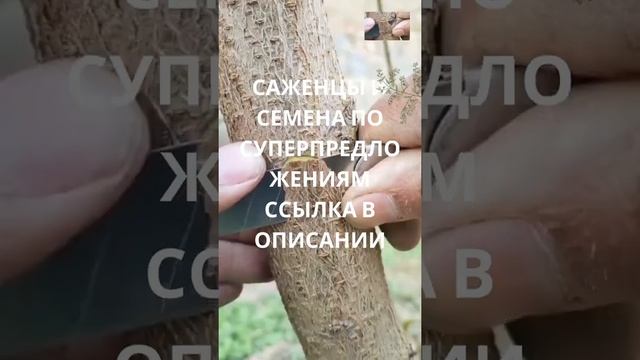 Прививка | Саженцы и семена по суперпредложениям ссылка в описании