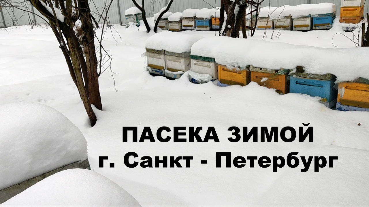 Пасека зимой. г. Санкт - Петербург.
