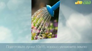 Посадка клюквы - как правильно посадить клюкву