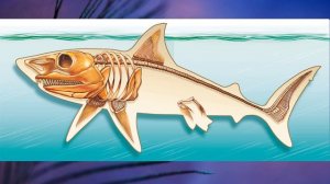 §15 "Скелет - опора организма", Биология 6 класс, Сивоглазов