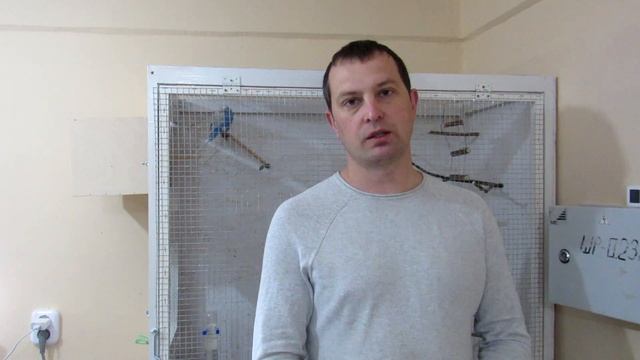 Как помочь птенцу волнистого попугая вылупиться из яйца. Птенец волнистого попугая застрял в яйце. смотреть онлайн