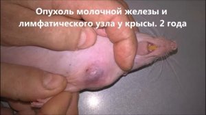 опухоль молочной железы у крысы