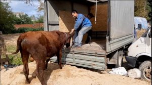 Загон для коров в поле. Перевозка коров и овец.