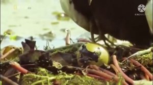 Ясин сураси 40 марта