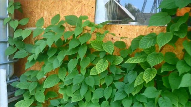 Про персик и не только смотреть онлайн