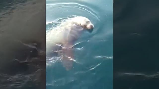 Сивуч убица смотреть онлайн