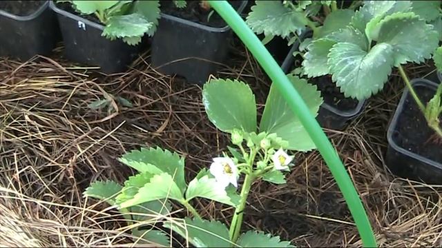 Посадка рассады земляники в грядки короба // Секреты хороших урожаев. смотреть онлайн