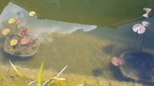 чистая вода 2 Результат пересадки нимфей