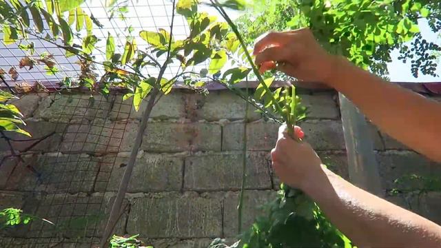 JARDIN A LA MESA - Let's cook Sinigang na Manok/Pitchie Picks смотреть онлайн