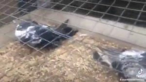 Николаевские голуби.(в Херсонской обл - подпаровка).2023г. Грищенко С.В.