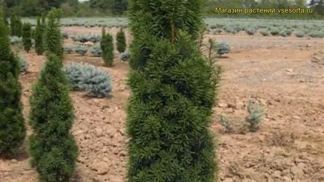 Тис средний Стрикта Виридис. Краткий обзор, описание характеристик taxus xmedia Stricta Viridis смотреть онлайн