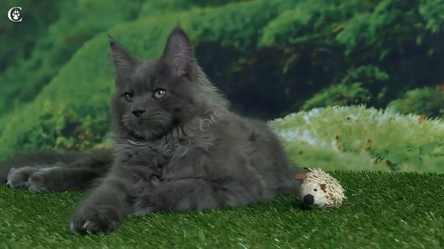 Видео котенка мейн-кун, голубой солид, Mousse Grey Claw`s в 3 месяца http://coonplanet.ru/
