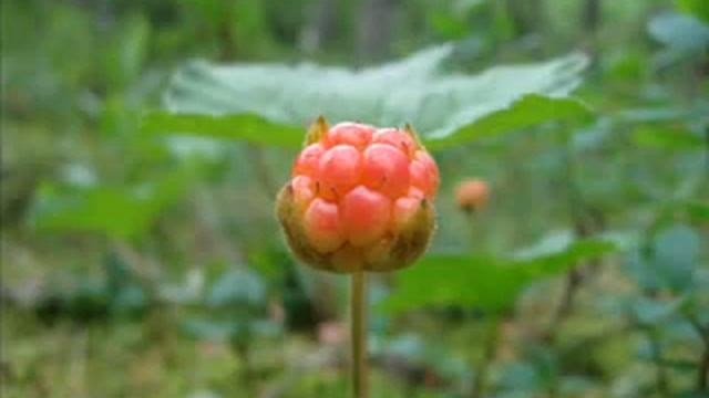 Морошка смотреть онлайн