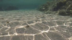 Shark at the Elafonissi Beach Greece - Dangerous place for swimming!