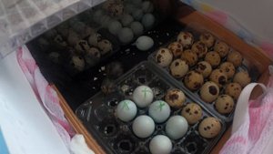 Лейкопластырь ОМНИПОР от фирмы хартман - спас жизнь ПЕРЕПЕЛЕНКУ / ПТЕНЕЦ селадон / Мари Мистик ПТИЦ