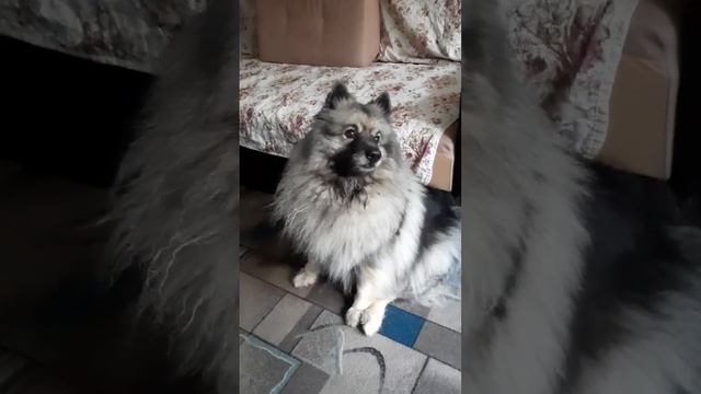Собака переживака #кеесхонд #моясобака