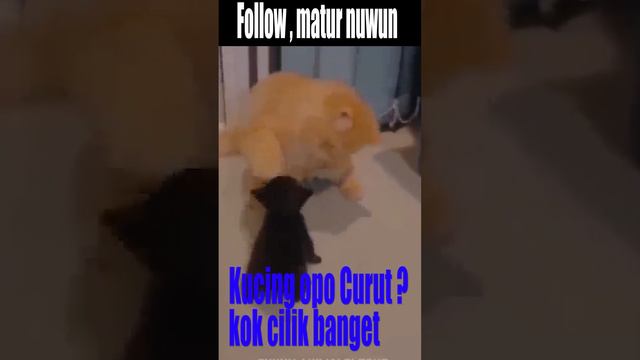 KUCING DIBULLY !! #jawa #jowo #kucinglucu #dubbing