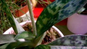 Пафиопедилум   отцвел  _  Что делать с цветоносом  _