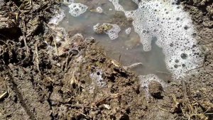 Как накопать червей без лопаты?|Этот способ взорвал мой мозг