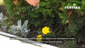 Фертика Удобрение для хвойных