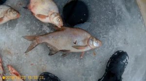 Зимняя рыбалка на Рузе в конце декабря