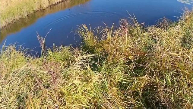 кастинговая сеть 25-ка ф5. залевные озера и речка на обратном пути. смотреть онлайн