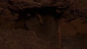 Обыкновенный слепыш