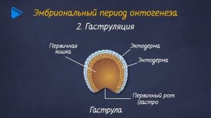 10 класс - Биология - Онтогенез. Индивидуальное развитие организмов