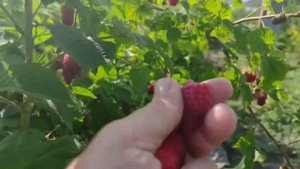 Пшехиба - супер ягода!!!