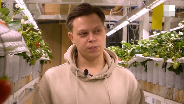 Шмель Костян и 1500 ягодных кустов: как нефтяник зимой выращивает клубнику в Тюмени смотреть онлайн