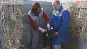 Эффективность применения пасты для предупреждения роста рогов у телят «Хромос АР»
