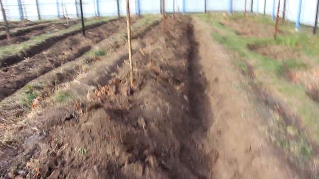 Шпалера для винограда.Часть 2. Укрытие. смотреть онлайн