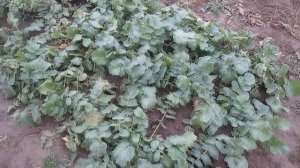 Уборка черной редьки