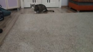 как заставить кота бегать и прыгать?Видеоурок как тренировать кота.