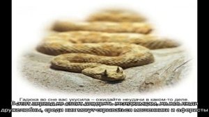 Сонник – видеть во сне, что укусила змея. К чему снится, что укусила черная, зеленая, желтая, бела.