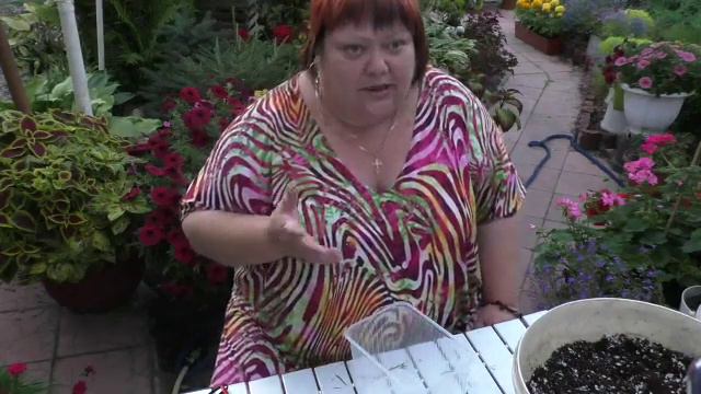 сохранение вегеток. осеннее черенкование. часть 4 смотреть онлайн