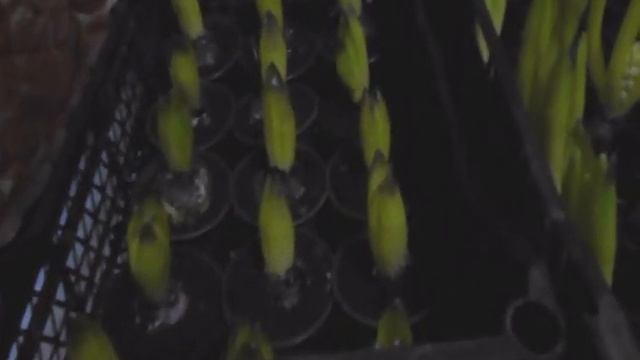 Гиацинт, нарцисс.Выгонка - подтягиваем листья гиацинта и нарцисса, часть 3. смотреть онлайн