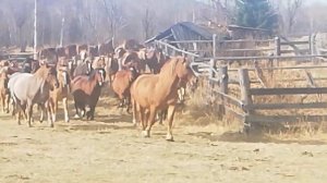 Алтайские лошади на продажу