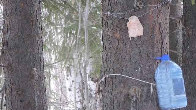 "Дятел и сорока" смотреть онлайн