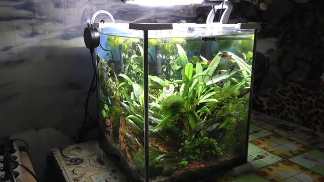 История одной банки - AQUAEL 30 литров смотреть онлайн