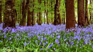 Звуки вечернего леса Успокаивающее Звуки Sounds of nature Relaxing