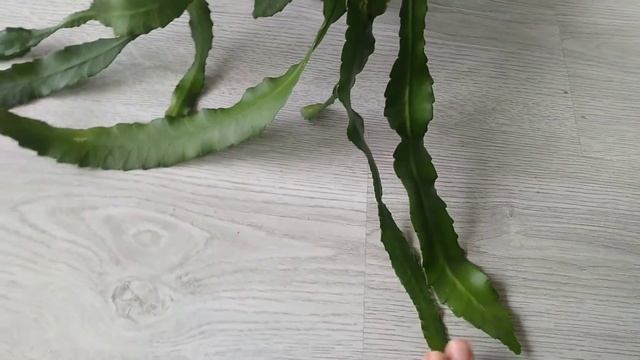 Секреты выращивания.  Розовый эпифиллум