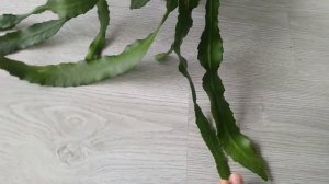 Секреты выращивания.  Розовый эпифиллум