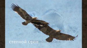 Окружающий мир 4 класс ч.1, тема урока "Зона степей", с.110-117, Школа России