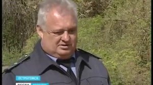 Американская белая бабочка уничтожает сады и парки Острогожска