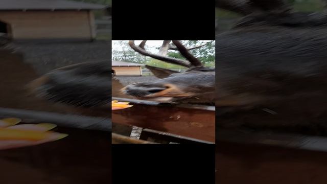 Нац.парк Зюраткуль.Челябинская обл.Мараловая ферма.