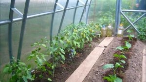 Огурец в теплице! А кто его сосед??